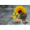 Sunflower Seeds in Bulk